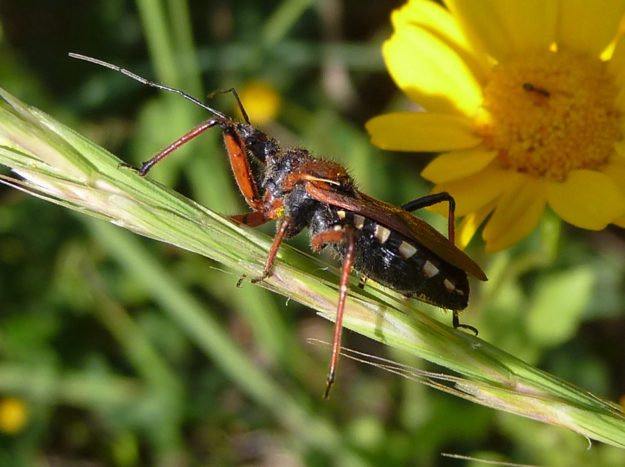 Reduvidae: Rhynocoris erythropus di Livorno